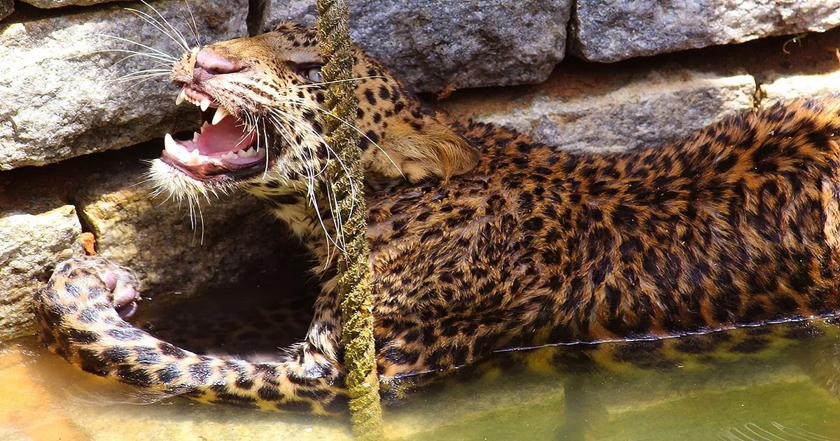 A jaguar with its mouth wide open, showcasing sharp teeth, is partially submerged in water near a rocky wall.