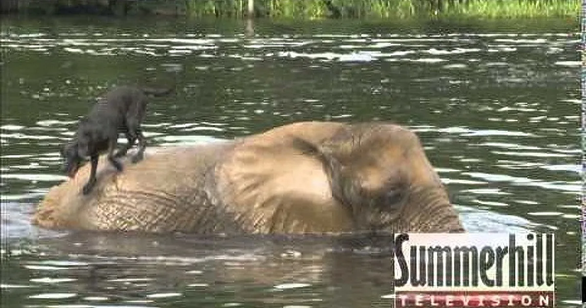 An elephant is partially submerged in water with a dog perched on its back.