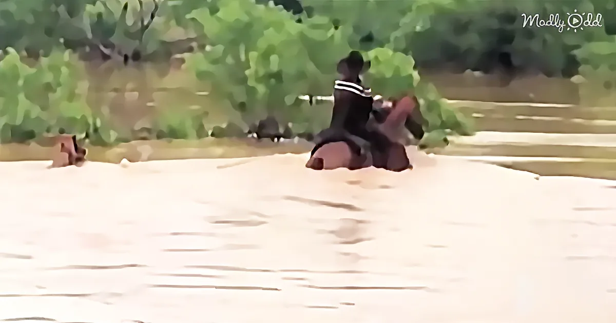 A person in a black outfit sits on a horse in a sandy area with greenery in the background.