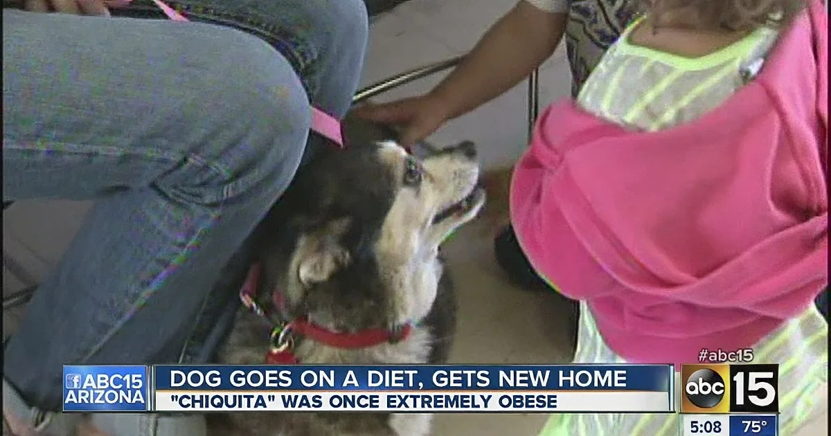 A dog named Chiquita, once extremely obese, is shown on a diet and getting a new home.