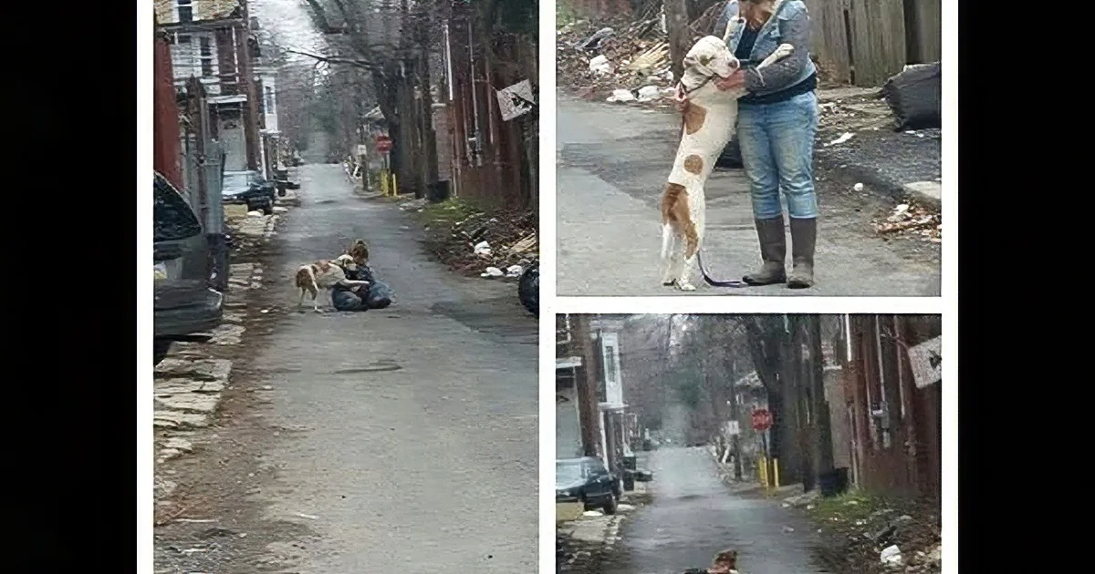 She Sat Down in a Dark Alley, Now Watch What a Homeless Dog Did...