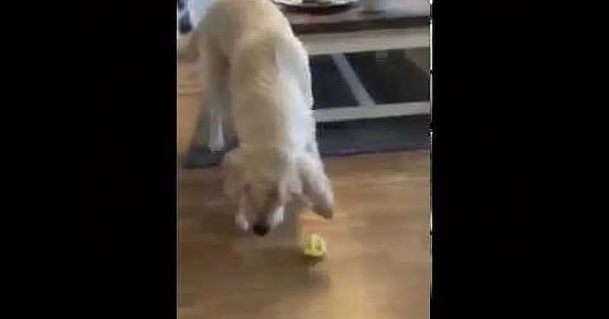 A golden retriever dog is sniffing and interacting with a small yellow object on a wooden floor.