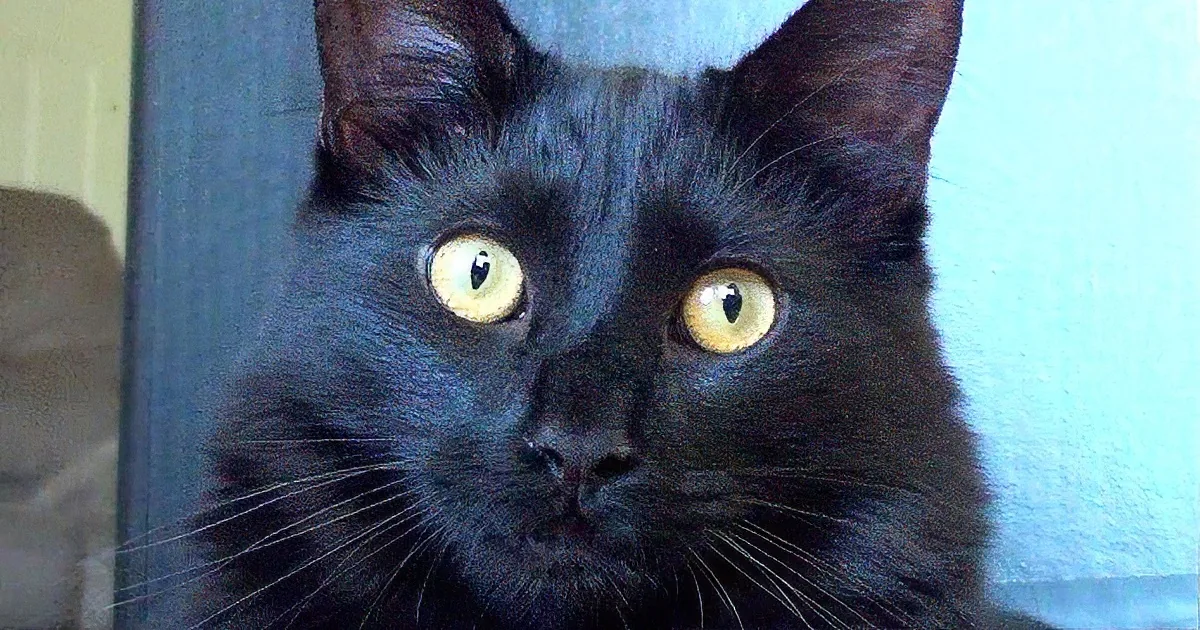 A close-up of a black cat with striking yellow eyes and a white collar.