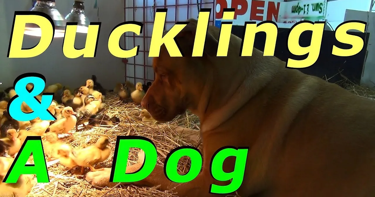 These Baby Ducks Are Only a Day Old. Now Watch What Happens When a Big Dog Sees Them...