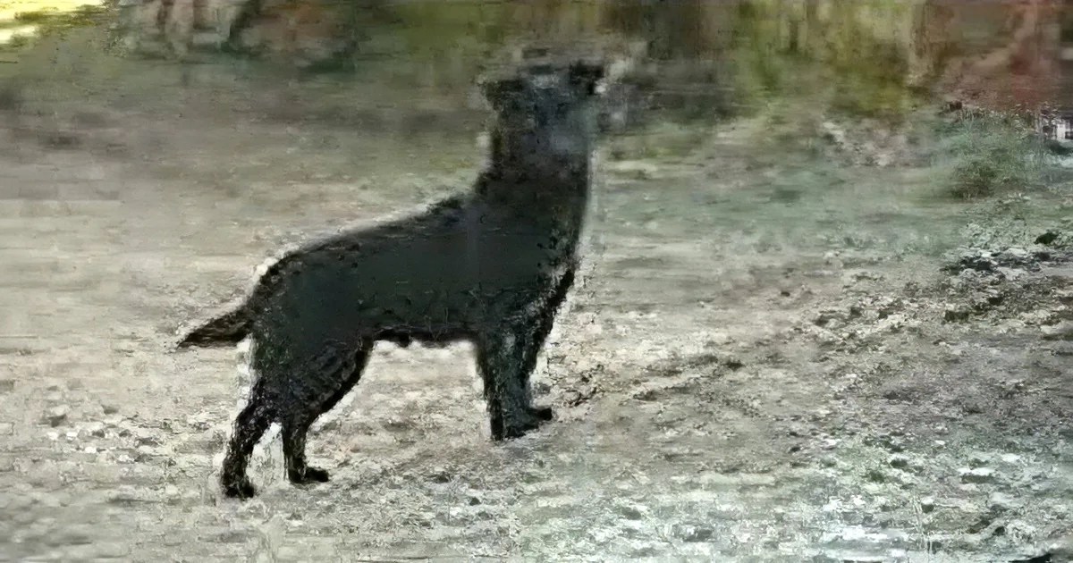 A black dog stands alert on sandy ground, looking to the right.