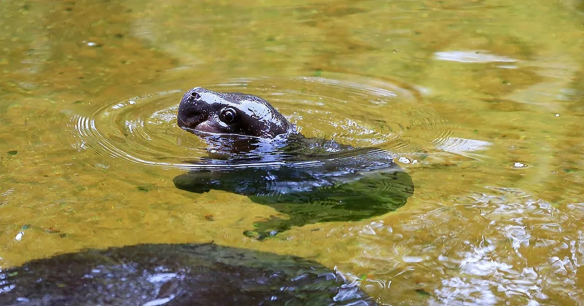 A turtle's head and part of its shell are visible above the water's surface, creating ripples.