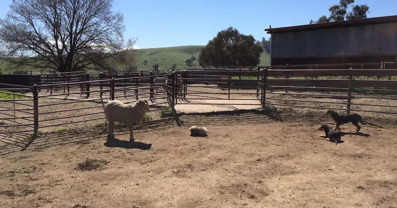 A sheep stands in a fenced paddock with two dogs, under a clear blue sky with hills in the background.