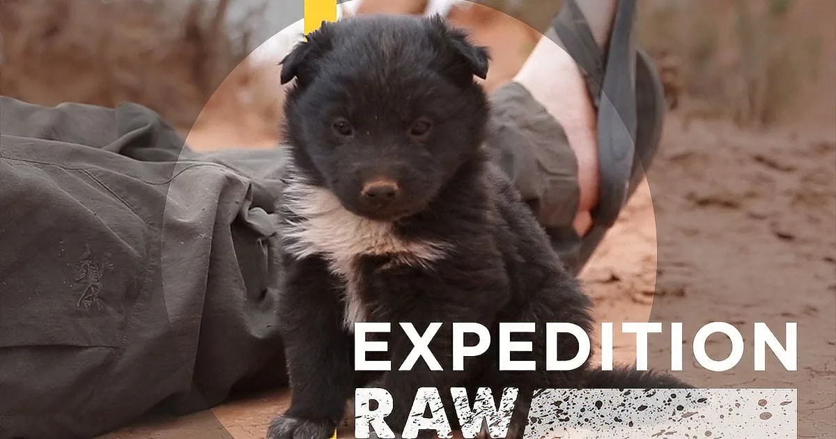 A black puppy with white markings sits on a dirt path, with a person's leg and boot in the background.