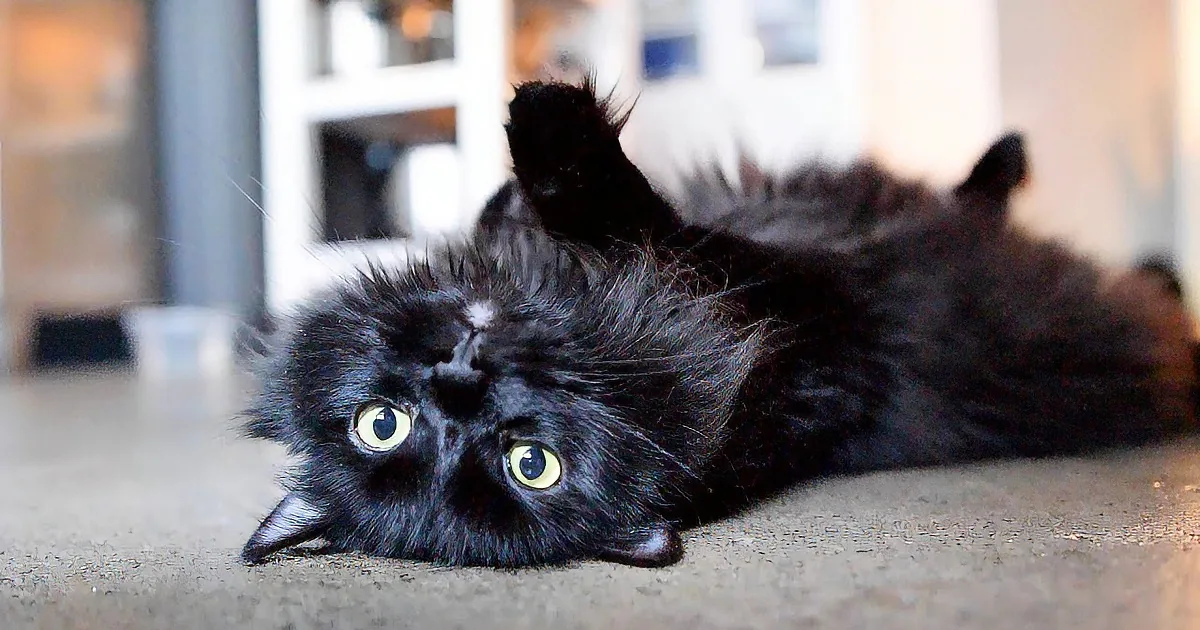 These Life-Hacks for Cats Are Hilarious... Number 2 Is so True!