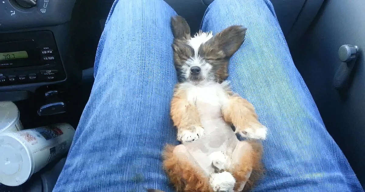 A small, sleepy puppy with brown and white fur rests on someone's lap in a car.