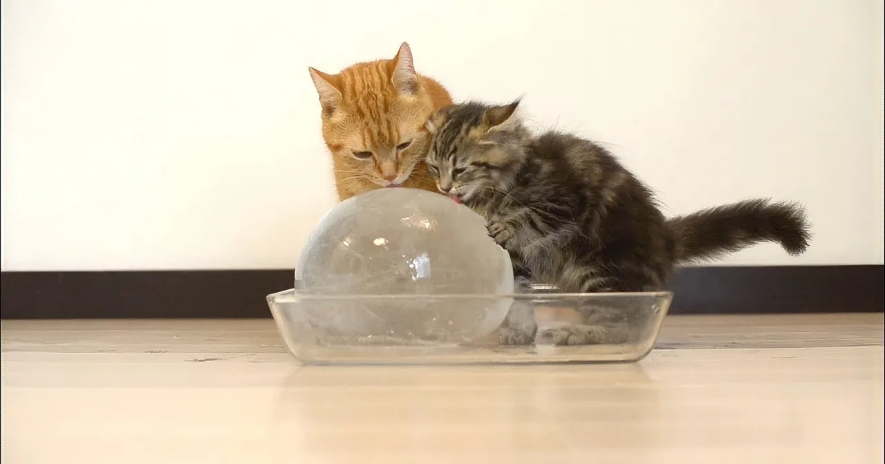 A cat and a kitten interact with a large, clear, spherical object on a table.