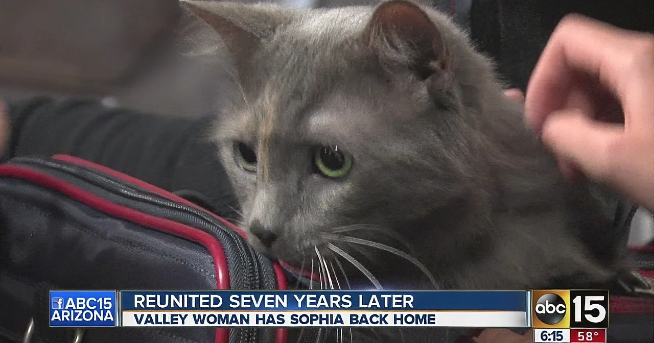 A gray cat with green eyes is being petted, surrounded by a suitcase, with a news banner indicating a reunion seven years...