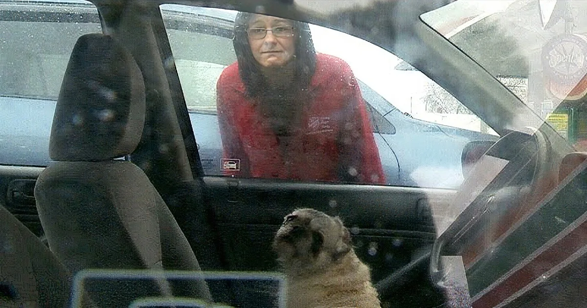 A person in a red shirt is reflected in a car window, with a dog visible inside the vehicle.