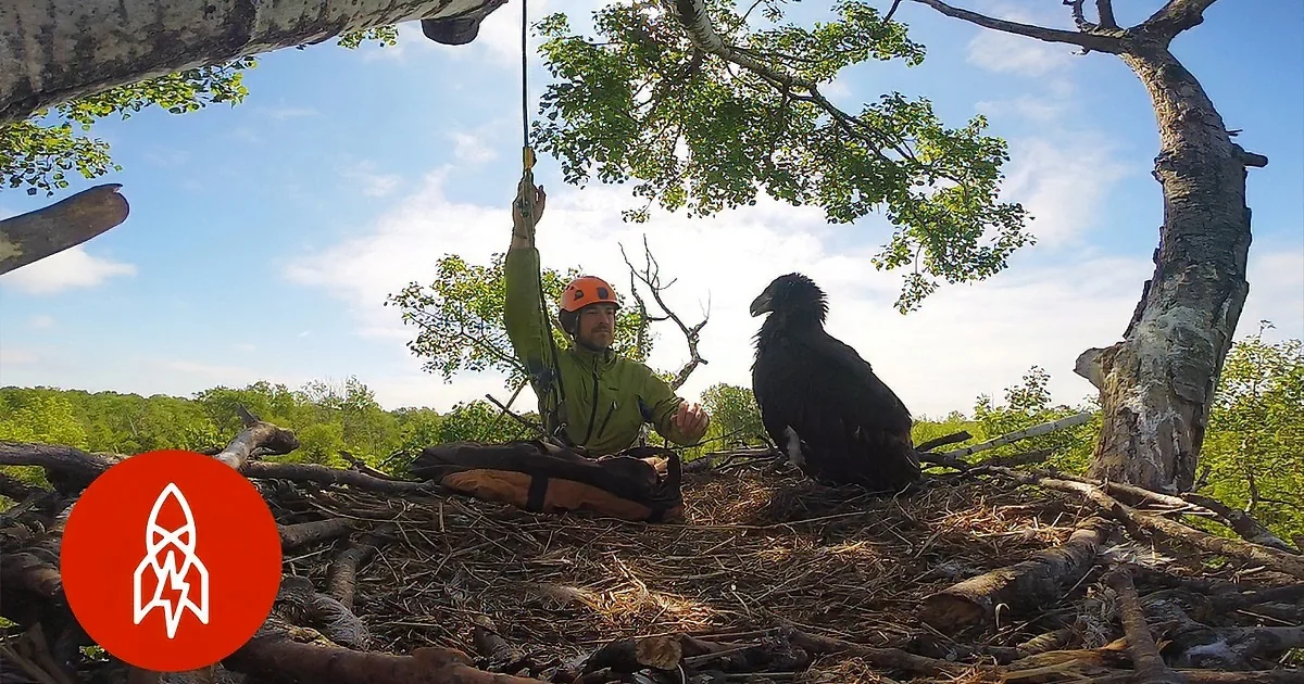 A man in a helmet and harness sits in a tree, holding a rope, with a large bird perched beside him.