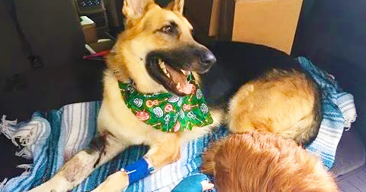 Big Dog Guards a Screaming Child, Then Grandma Looks at His Paws and Sees the Truth