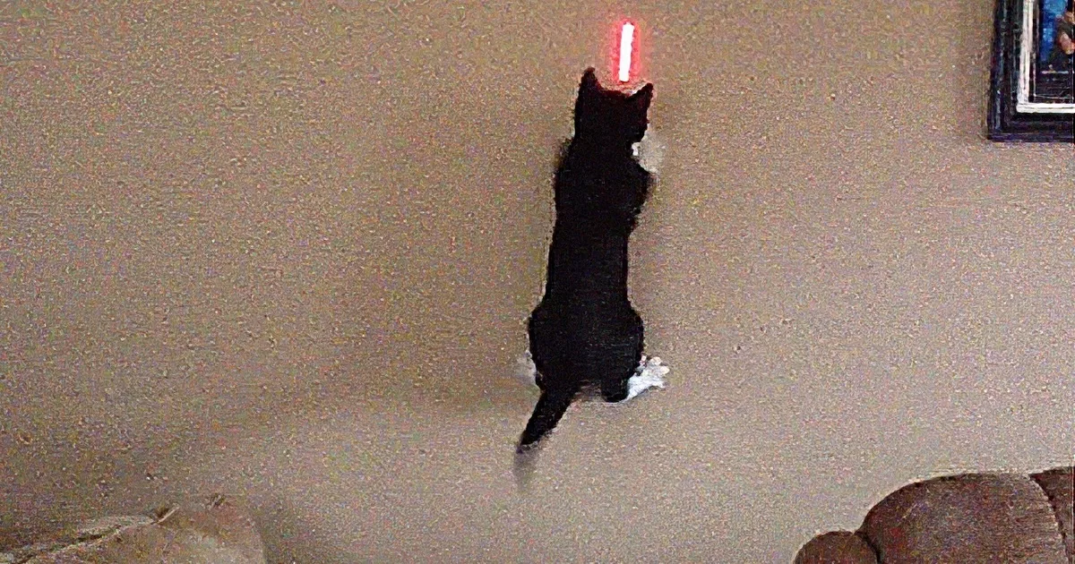 He Points a Laser at the Wall... Moments Later? I''ve Never Seen a Cat Act Like This Before!