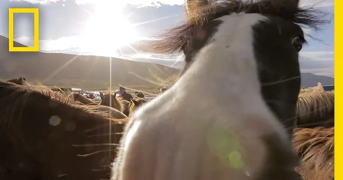 A close-up of a horse's head with sunlight shining through, creating a lens flare effect.