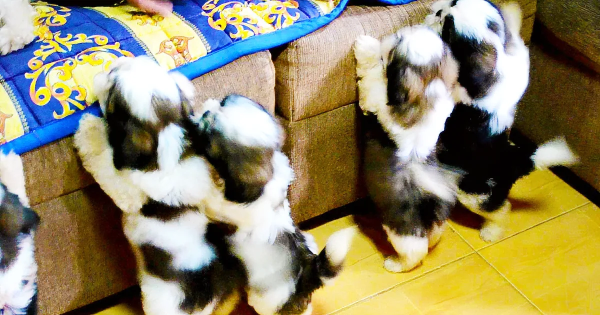 Shih Tzu Puppies Take Their First Bath Ever. Their Look Afterwards? so Adorable!