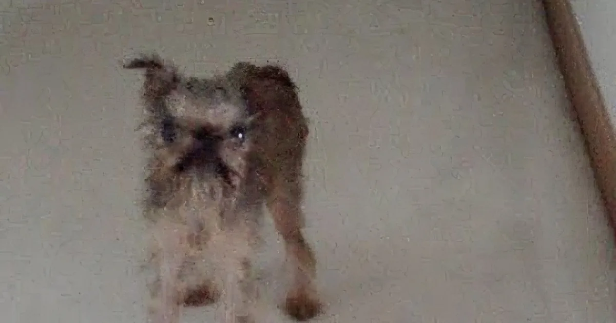 A small, wet dog with a scruffy coat stands on a light-colored floor, looking directly at the camera.