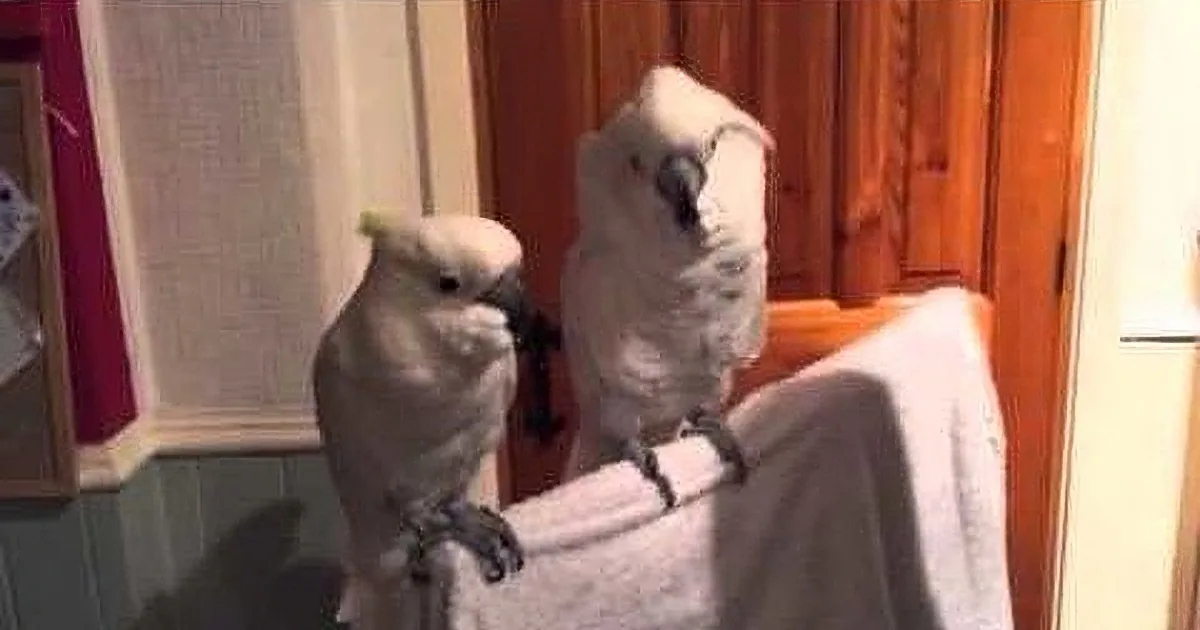 Two white cockatoos perched on a white towel in a room with wooden doors and red walls.