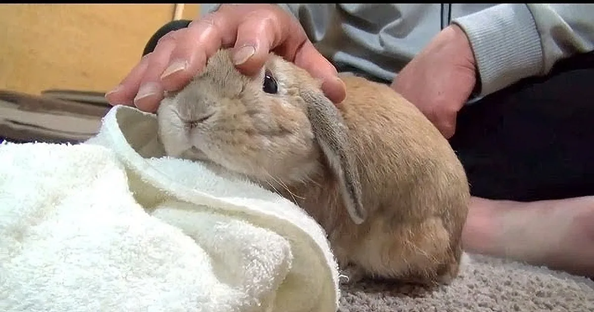 A beige rabbit with long ears is being gently held and petted by a person.