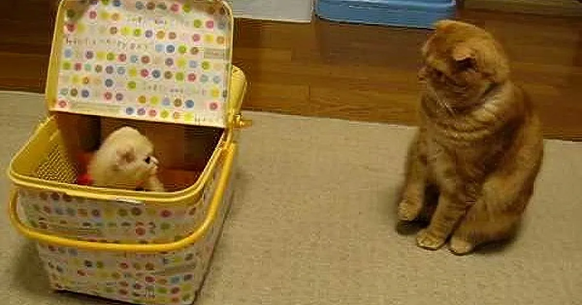 An orange cat observes a white ferret inside a colorful polka-dotted storage box on a wooden floor.