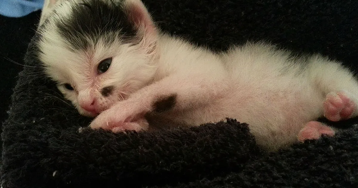 A tiny, white and black kitten with closed eyes rests on a dark, fuzzy surface.