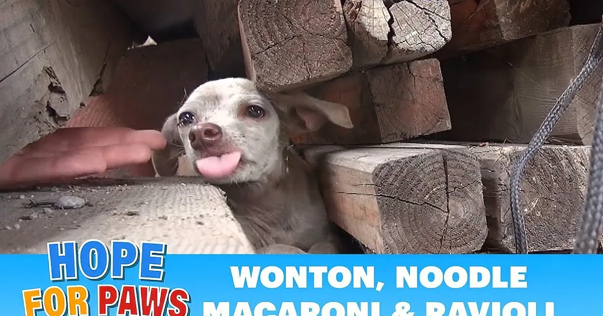 A dog peers out from behind wooden planks with text overlay about a special Father's Day rescue.