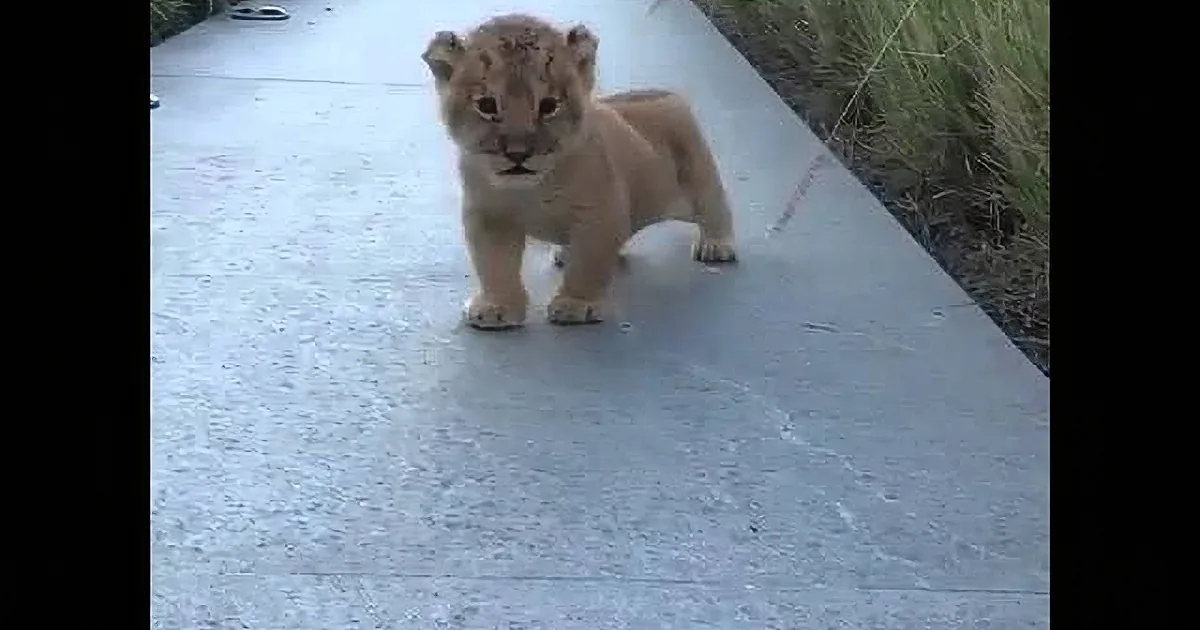 A lion cub stands on a concrete surface, looking forward with its small, curious eyes.