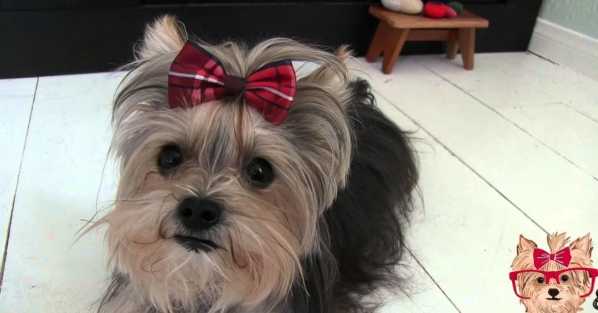 A fluffy dog with a red bow on its head sits on a white floor, looking directly at the camera.