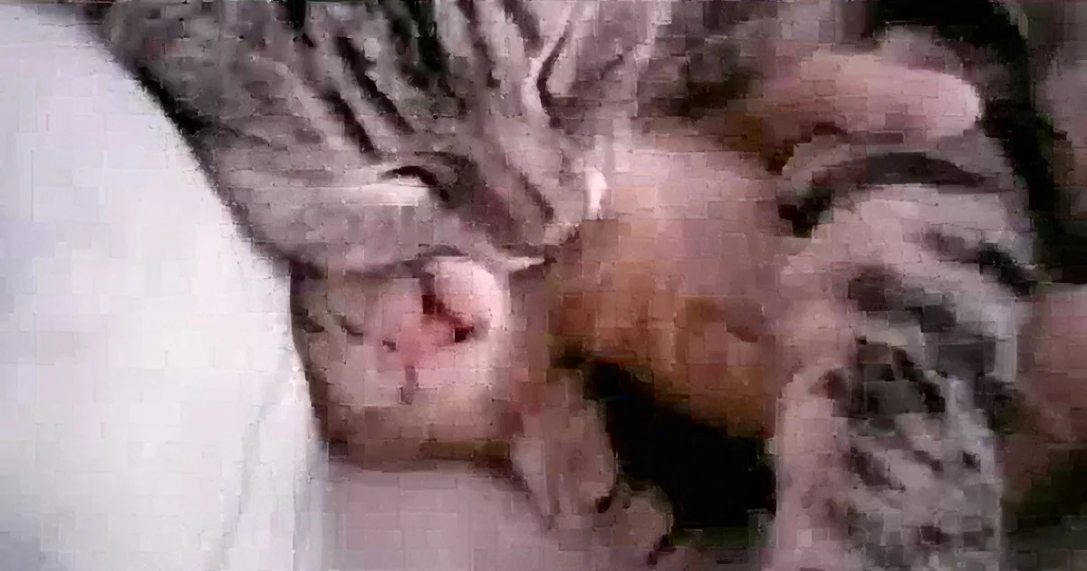 A sleeping tabby cat curled up on a white surface, with its head resting on its paw.