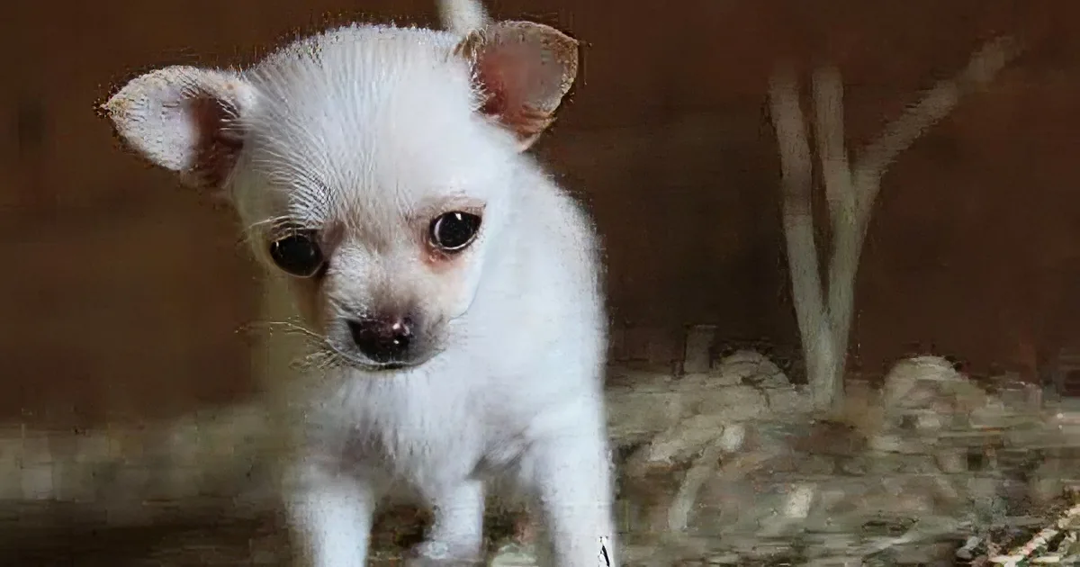 A small white Chihuahua puppy with large ears stands on hay, looking slightly to the left.