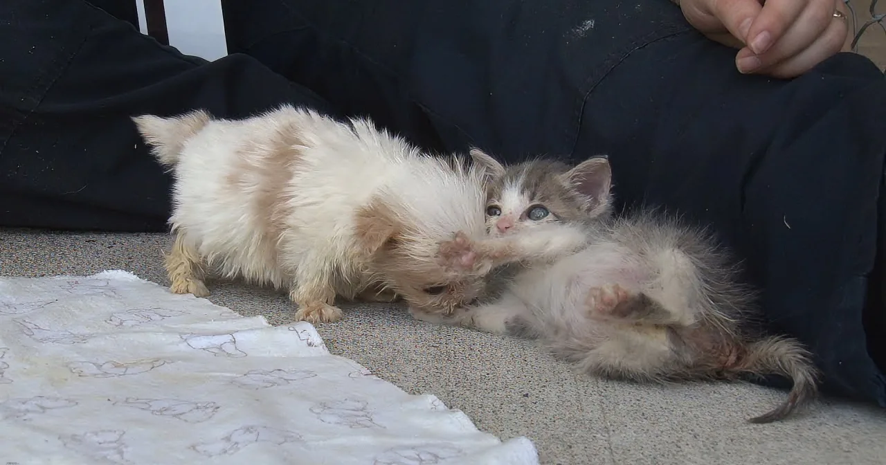 Two kittens playfully interact on a blanket, one light-colored, the other with patches of white and brown.