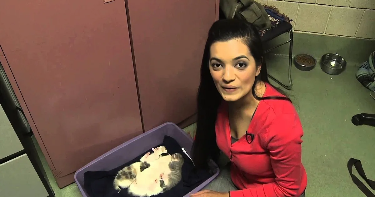 A woman in a red shirt sits beside a purple container with kittens inside.