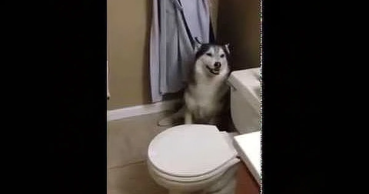 A smiling husky dog sits on a toilet seat in a bathroom, looking up.