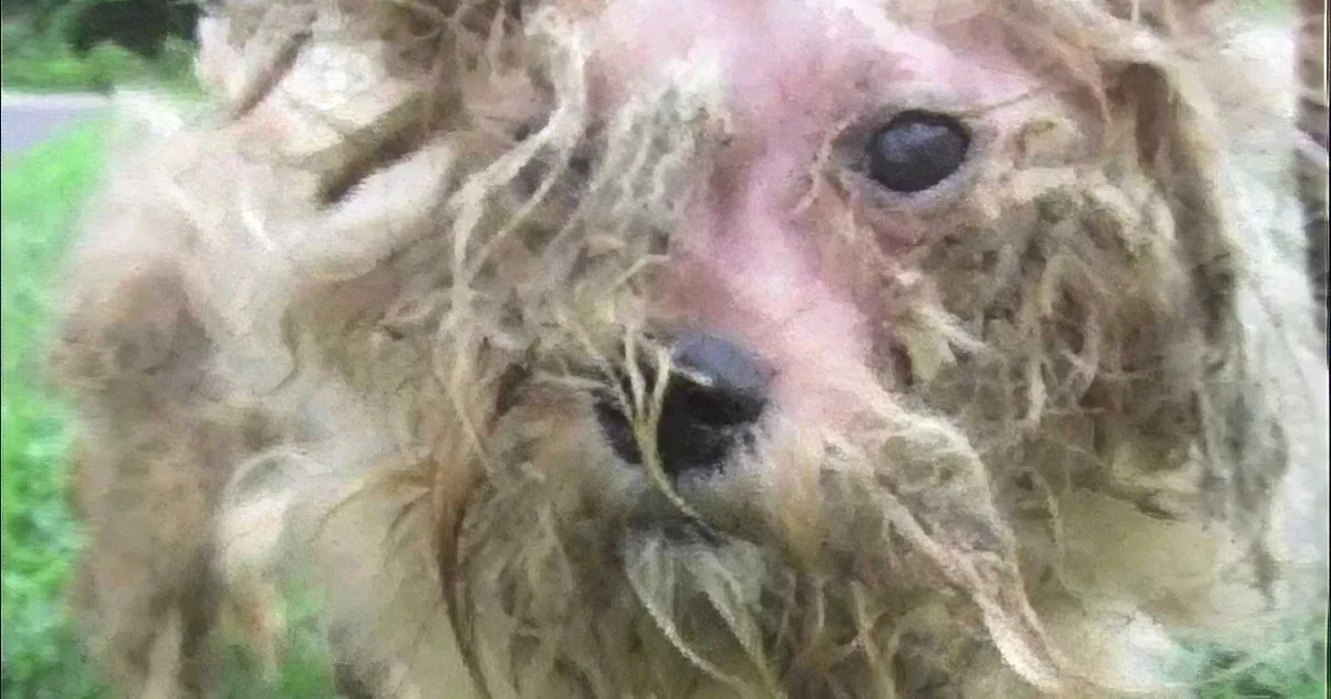A close-up of a fluffy, light-colored dog with a sad expression, covered in some debris.