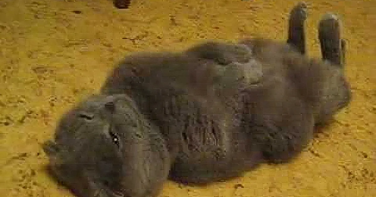 A gray cat is lying on its back on a sandy surface, appearing relaxed.
