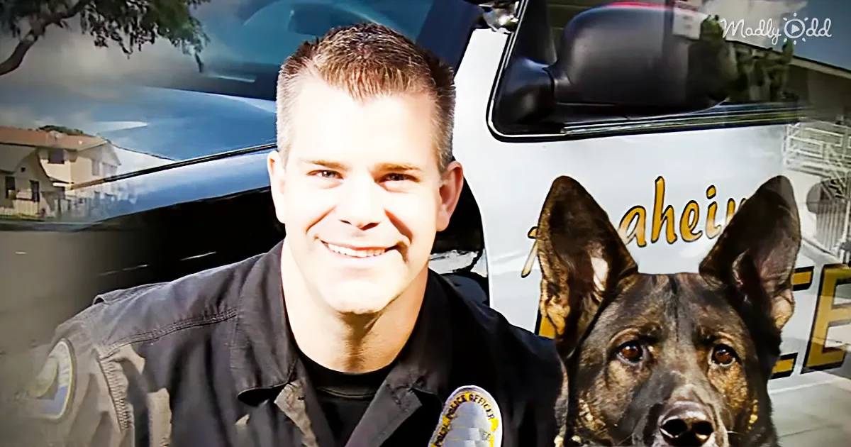 This Police Dog Was Shot on Duty While Protecting His Partner. Don't Miss the Story of His Recovery