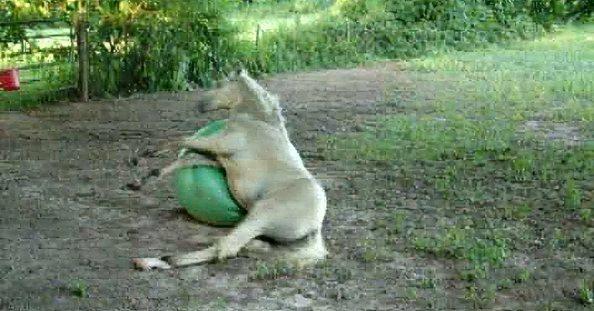 When Mom Gave This Foal a Huge Ball, She Never Thought She Would See Him Doing This!