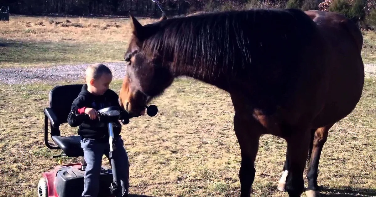A young child in a mobility scooter interacts with a curious horse in a grassy field.