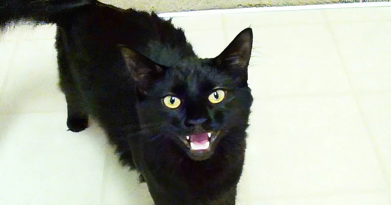 A black cat with striking yellow eyes and a slightly open mouth is standing on a tiled floor.