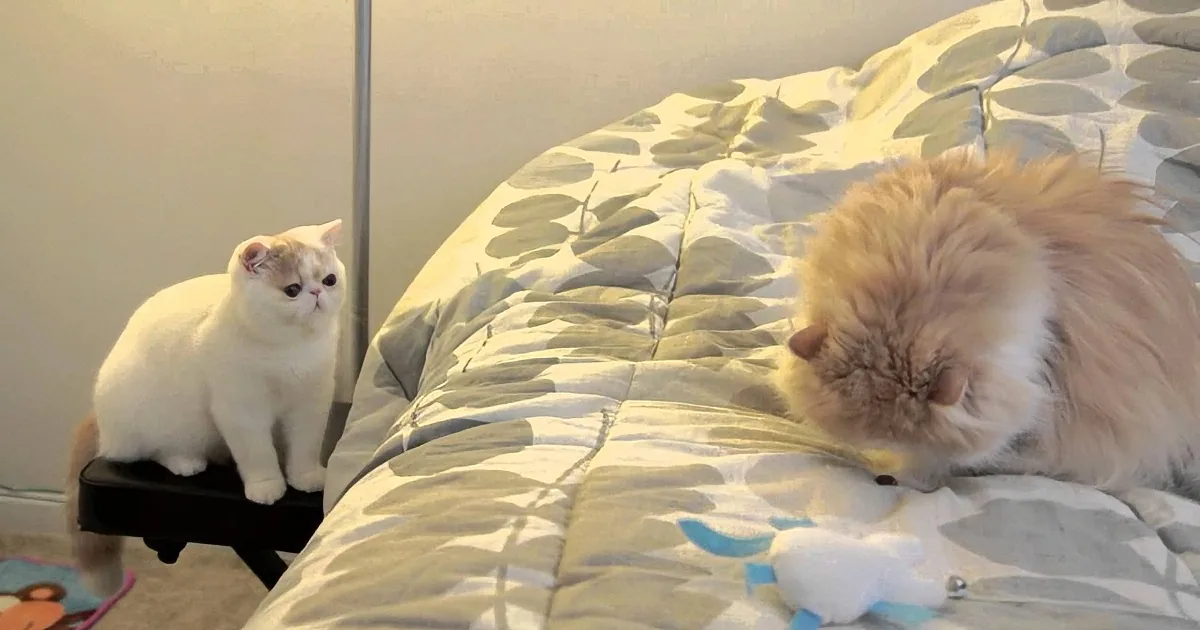 A fluffy white cat sits on a black stool, watching another cat on a bed with a leaf-patterned blanket.