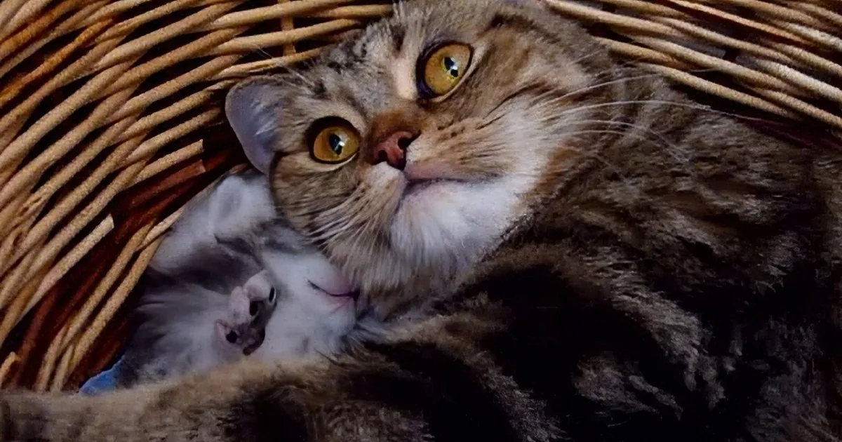 A tabby cat with yellow eyes sits in a woven basket, cradling a smaller kitten.