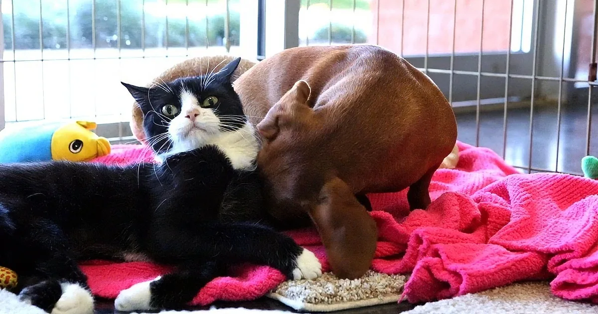 A black and white cat lounges on a pink blanket while a brown dog snuggles nearby, both in a cozy indoor setting.