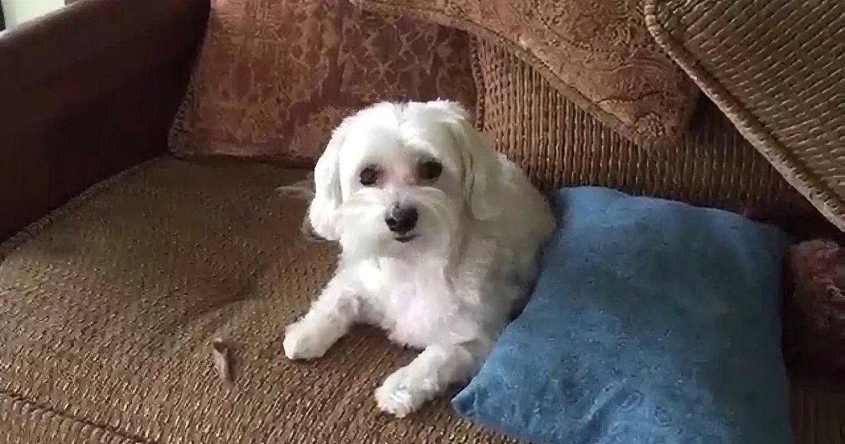 A fluffy white dog lies on a brown couch with a blue blanket, looking directly at the camera.