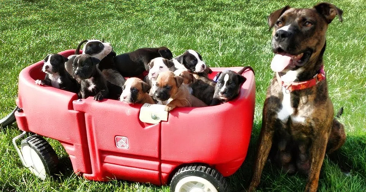A large dog sits beside a red wagon filled with eight puppies on a grassy field.