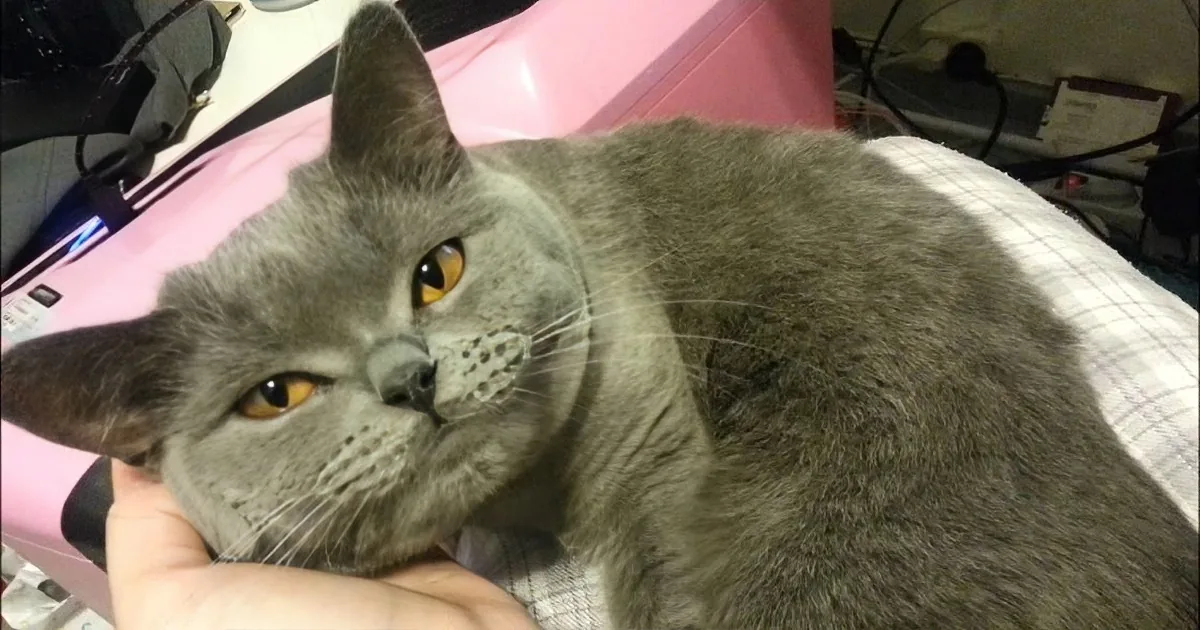 This Adorable Cuddly Cat Has a Lot to Talk About. and What a Sweet Purring Sound!