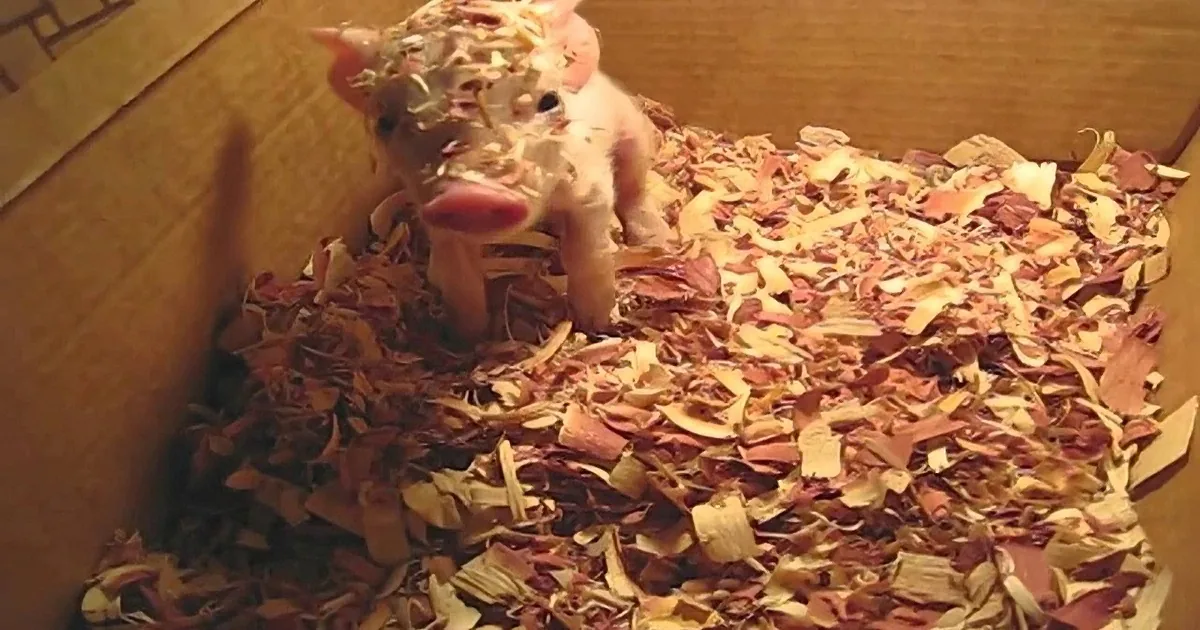 A hamster is playfully digging in a pile of wood shavings inside a cardboard box.