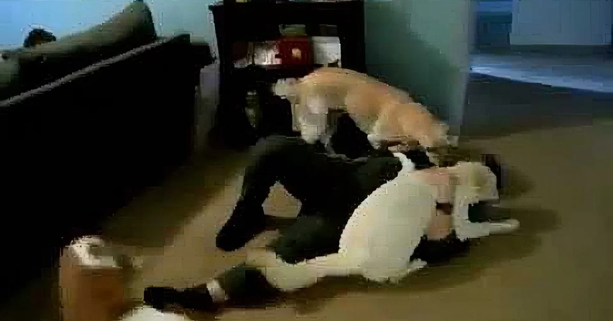 A dog and a cat are playfully wrestling on the floor in a living room.
