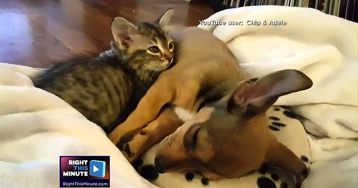 A kitten and a puppy cuddle together on a blanket, appearing to share a peaceful moment.